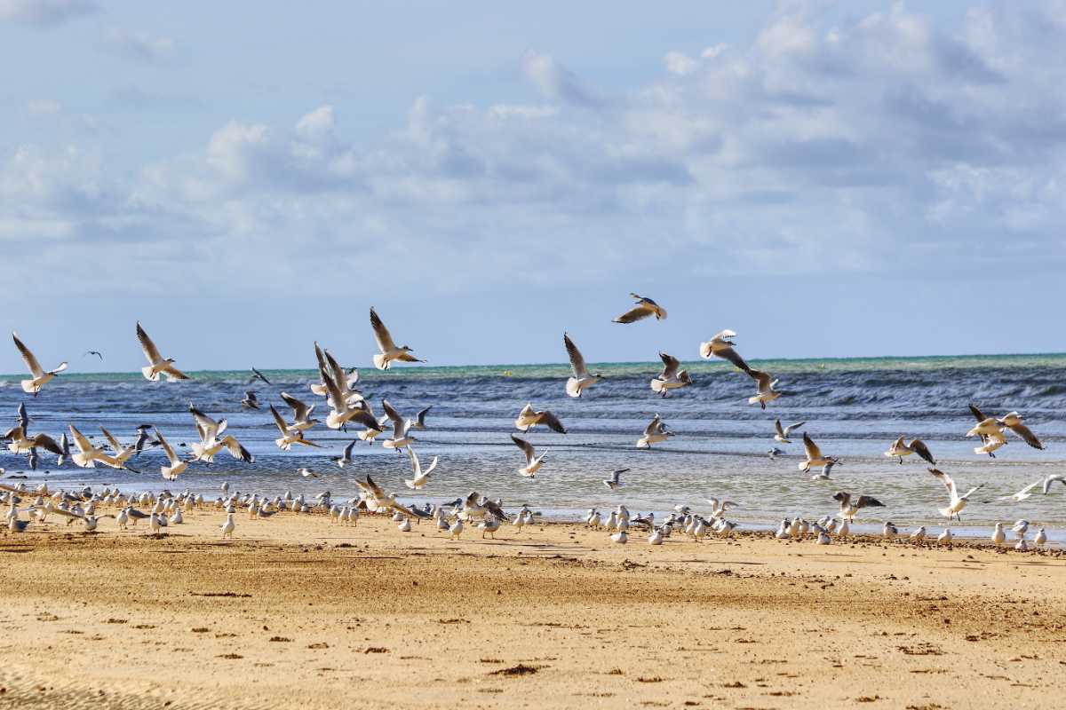 Möven am Strand von Montmartin-sur-Mer in Frankreich Montmartin sur Mer 1