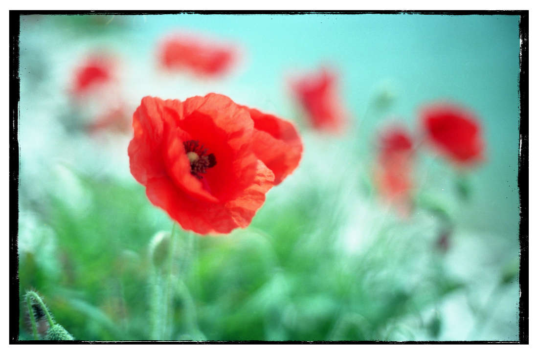 Mondblume in Andalusien