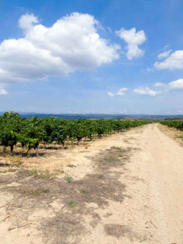 Weinreben in der Region Languedoc, Südfrankreich