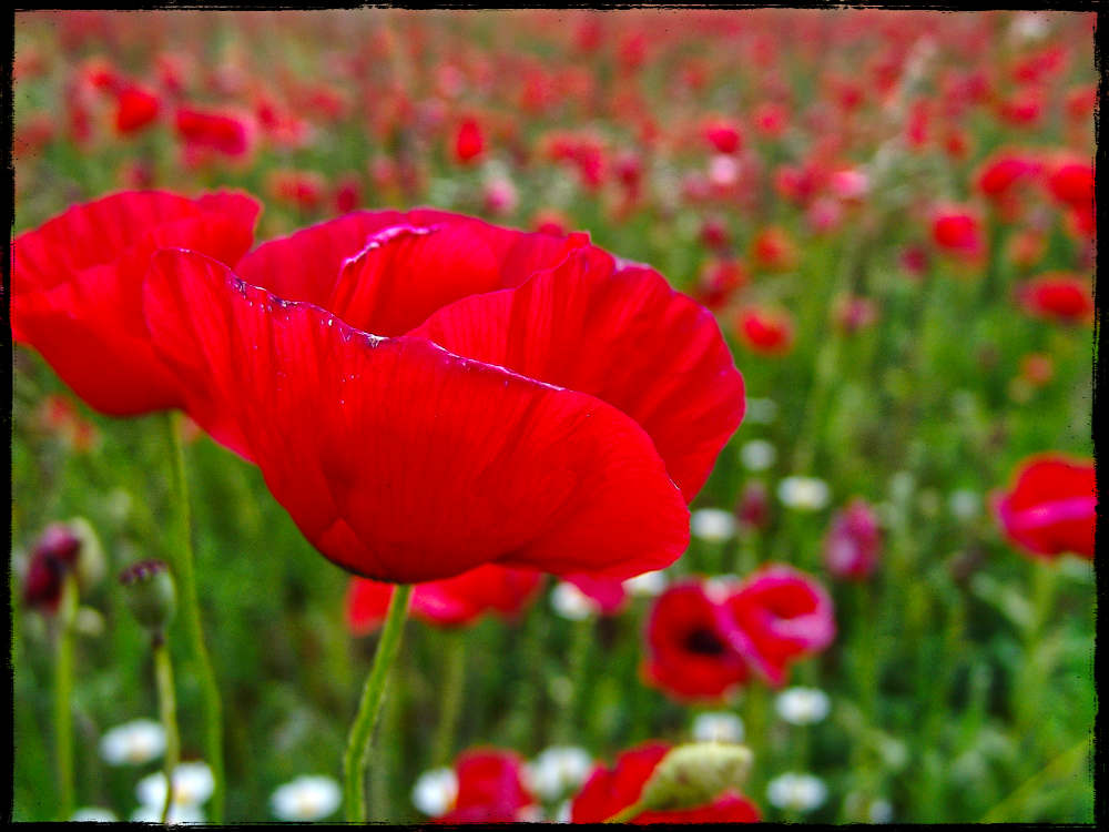 DSC01778 Mohnblume Suedfrankreich 2009